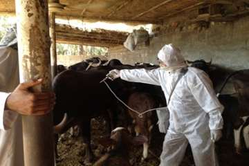 واکسیناسیون دام